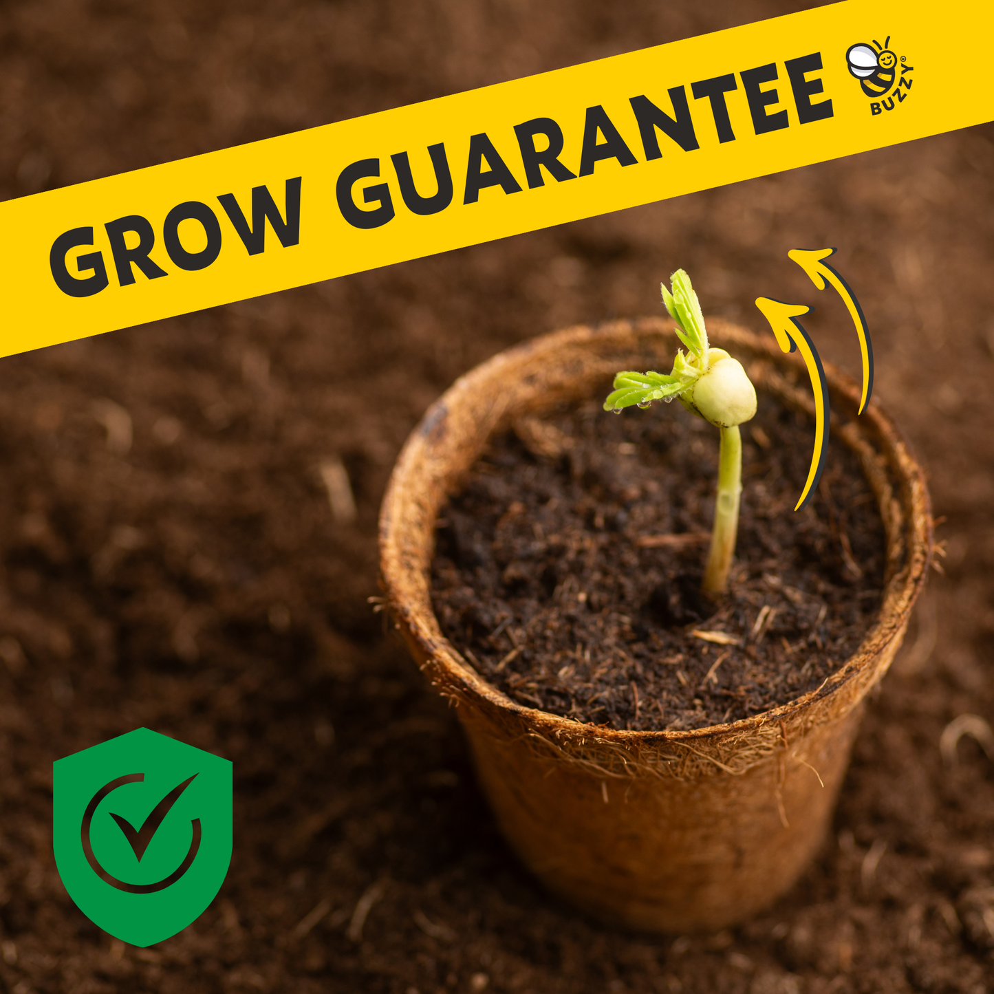 Classic 3.3 in. Terracotta Daisy Grow Kit – Indoor Gift