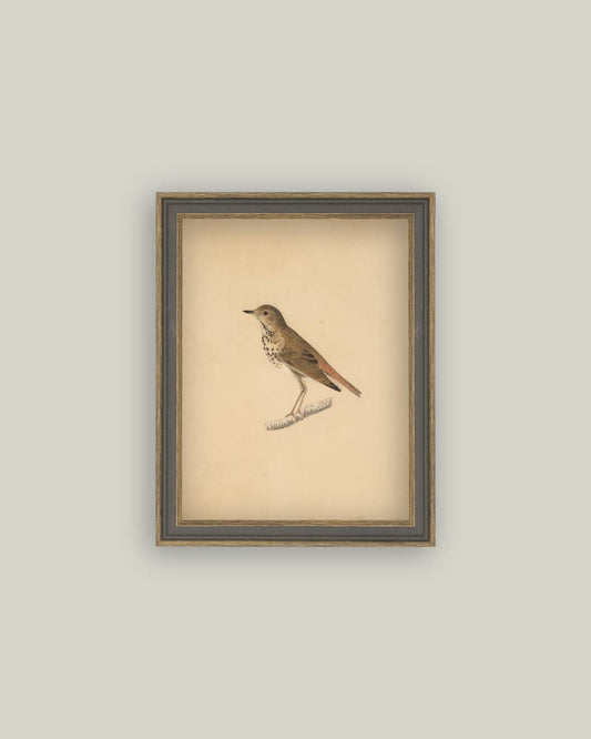 Bird Framed Antique Art: 7x9
