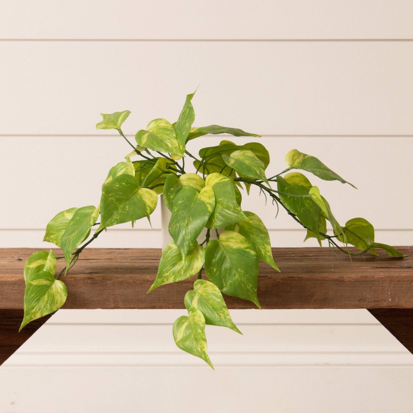 Potted Philodendron Plant