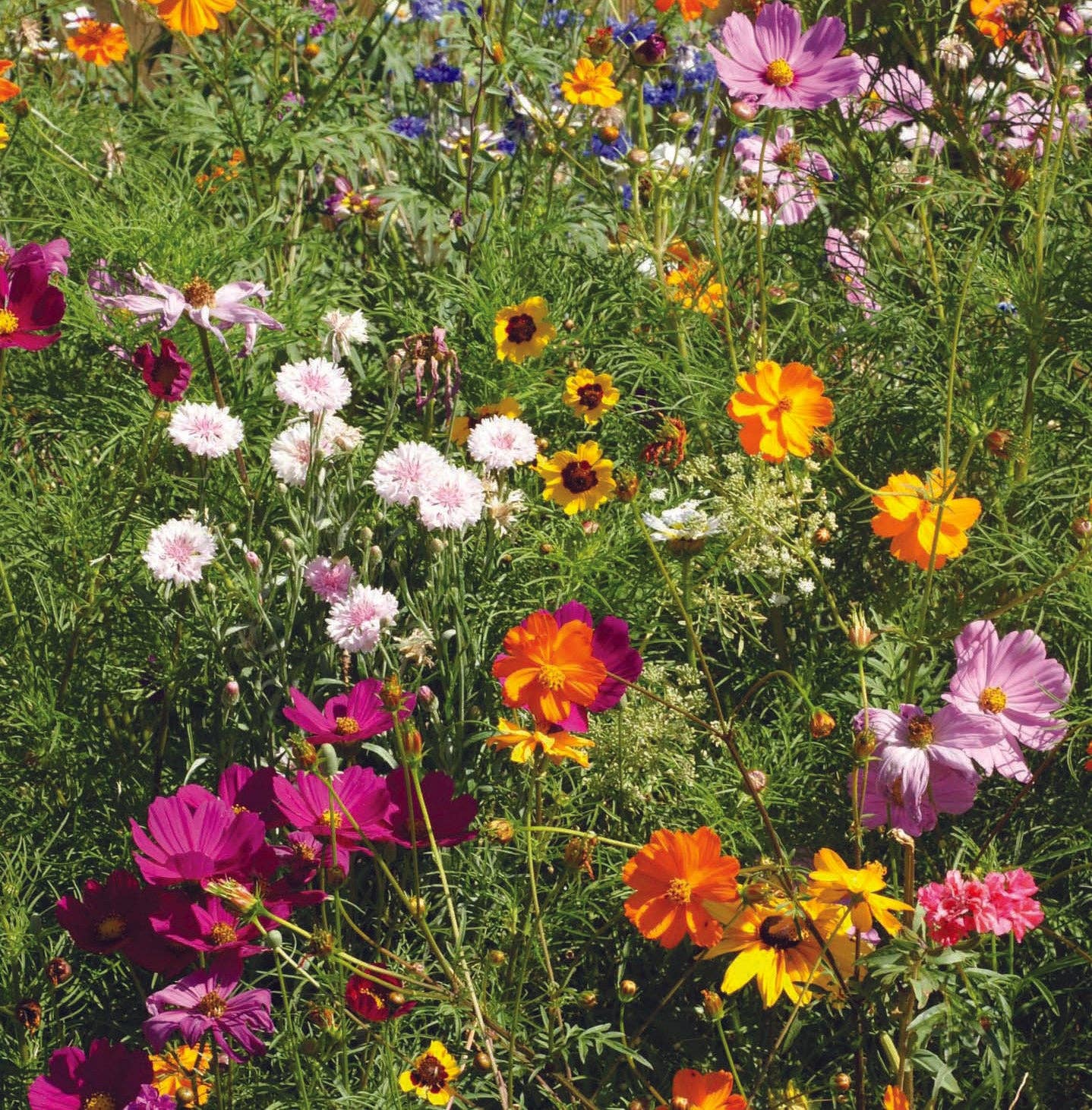 Bloom With Grace - Wildflower Mix